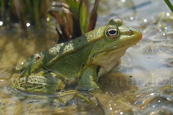 Teichfrosch (Pelophylax kl. esculentus)