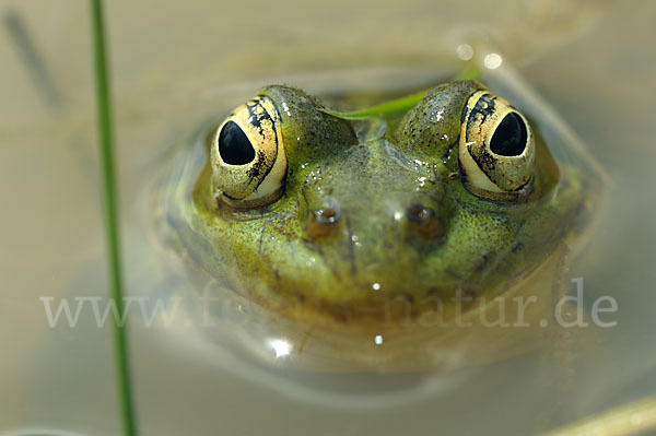 Teichfrosch (Pelophylax kl. esculentus)