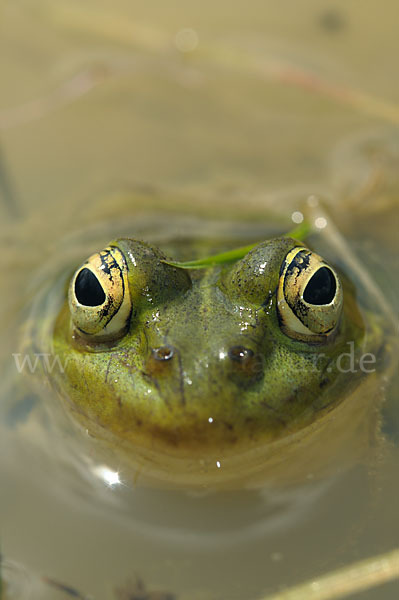 Teichfrosch (Pelophylax kl. esculentus)