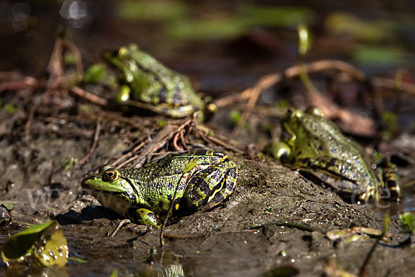 Teichfrosch (Pelophylax kl. esculentus)