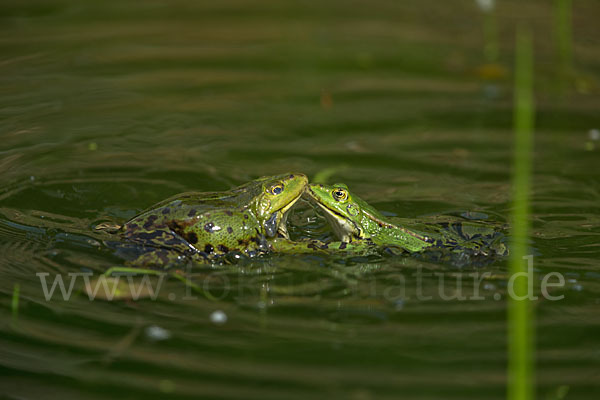 Teichfrosch (Pelophylax kl. esculentus)