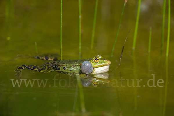 Teichfrosch (Pelophylax kl. esculentus)