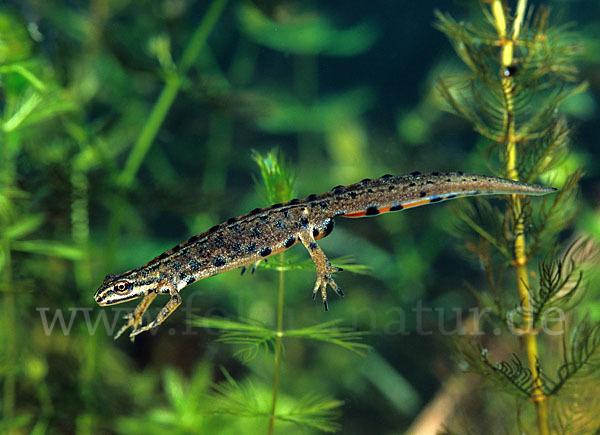 Teichmolch (Lissotriton vulgaris)