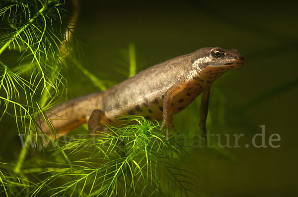 Teichmolch (Lissotriton vulgaris)