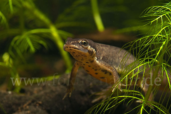 Teichmolch (Lissotriton vulgaris)