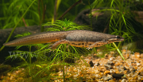 Teichmolch (Lissotriton vulgaris)