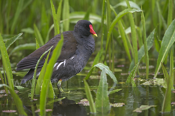 Teichralle (Gallinula chloropus)