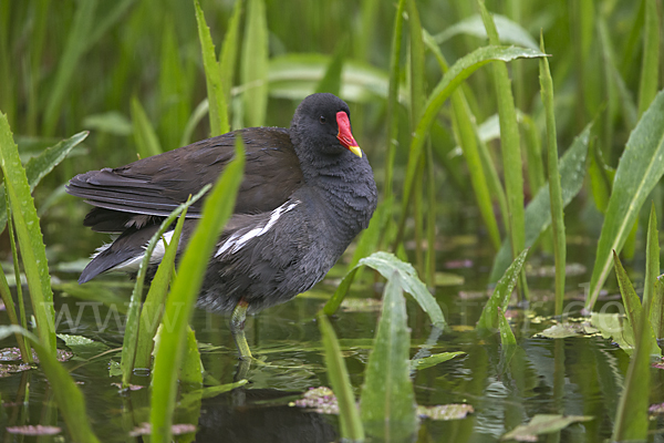 Teichralle (Gallinula chloropus)