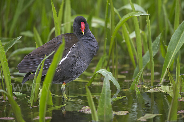 Teichralle (Gallinula chloropus)