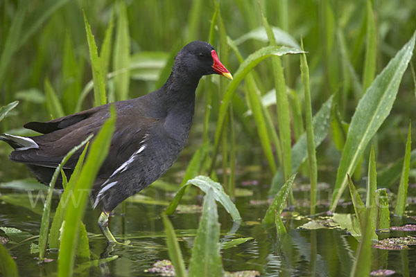 Teichralle (Gallinula chloropus)