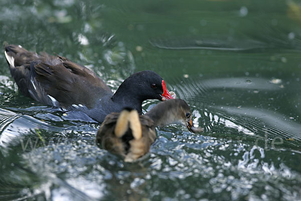 Teichralle (Gallinula chloropus)