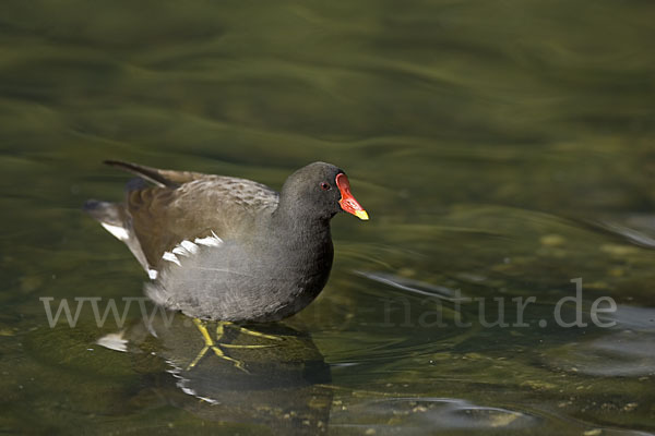 Teichralle (Gallinula chloropus)