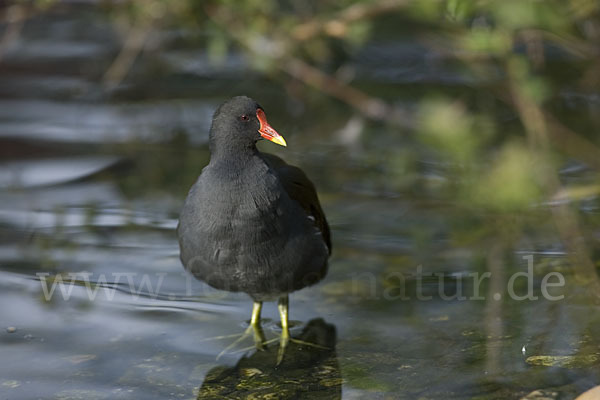 Teichralle (Gallinula chloropus)