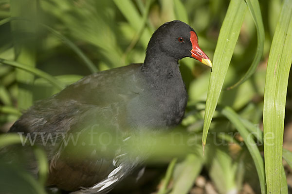 Teichralle (Gallinula chloropus)