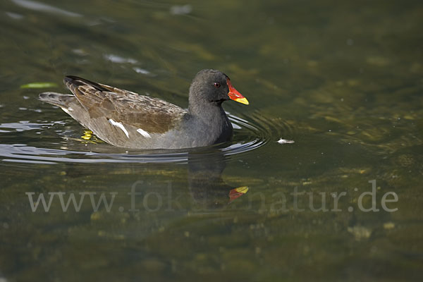 Teichralle (Gallinula chloropus)