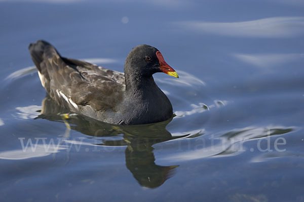 Teichralle (Gallinula chloropus)