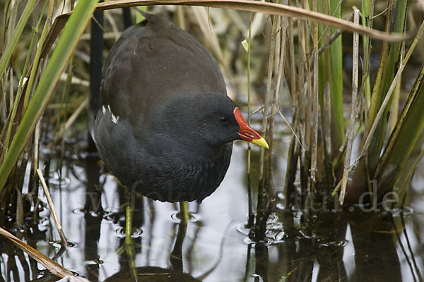 Teichralle (Gallinula chloropus)