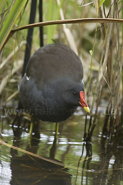 Teichralle (Gallinula chloropus)