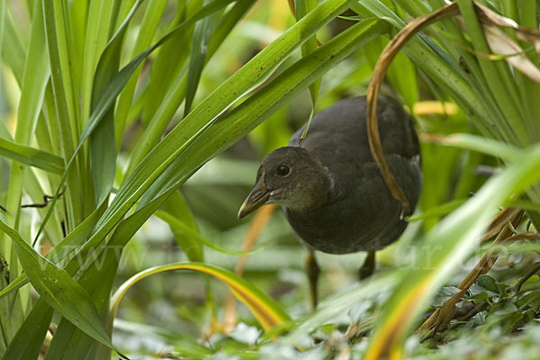 Teichralle (Gallinula chloropus)