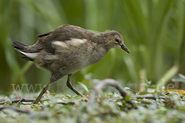 Teichralle (Gallinula chloropus)