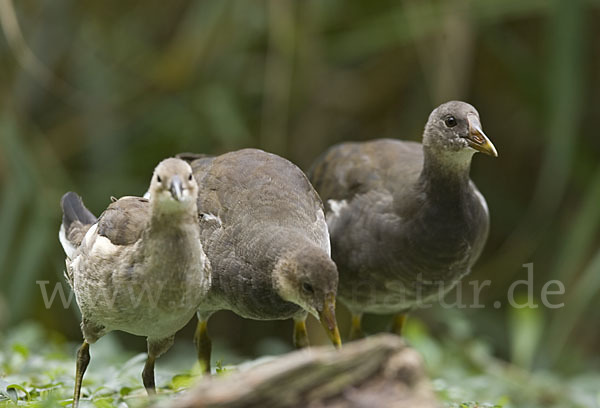 Teichralle (Gallinula chloropus)