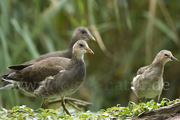 Teichralle (Gallinula chloropus)