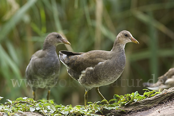 Teichralle (Gallinula chloropus)