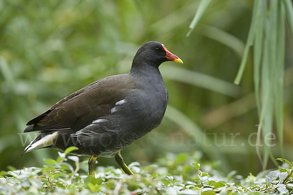 Teichralle (Gallinula chloropus)