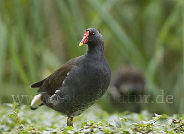 Teichralle (Gallinula chloropus)