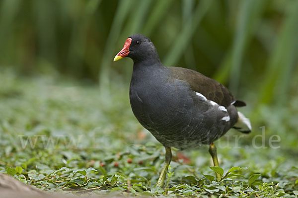 Teichralle (Gallinula chloropus)