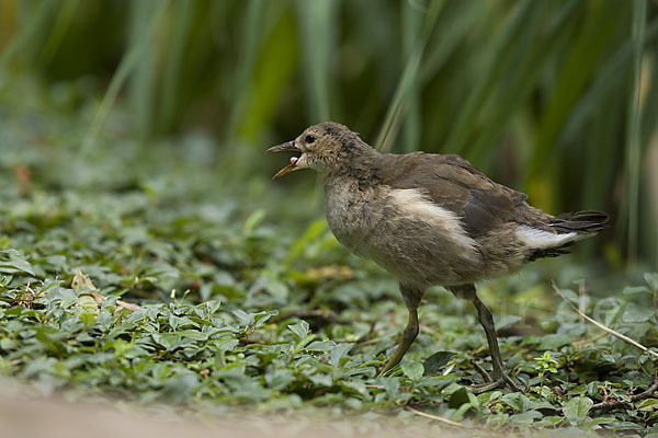 Teichralle (Gallinula chloropus)