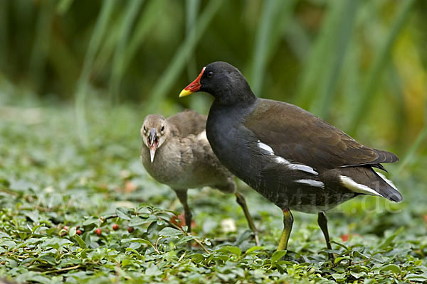 Teichralle (Gallinula chloropus)