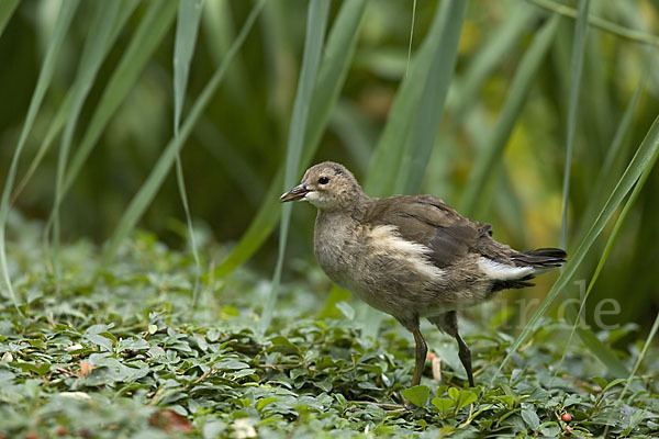 Teichralle (Gallinula chloropus)