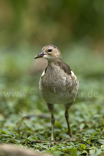 Teichralle (Gallinula chloropus)