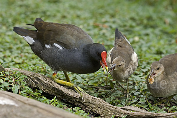 Teichralle (Gallinula chloropus)