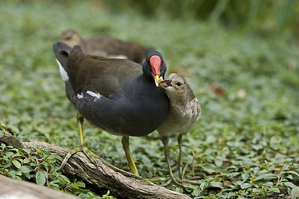 Teichralle (Gallinula chloropus)