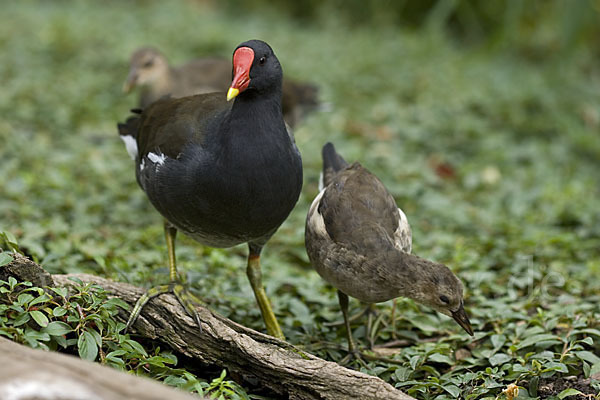 Teichralle (Gallinula chloropus)