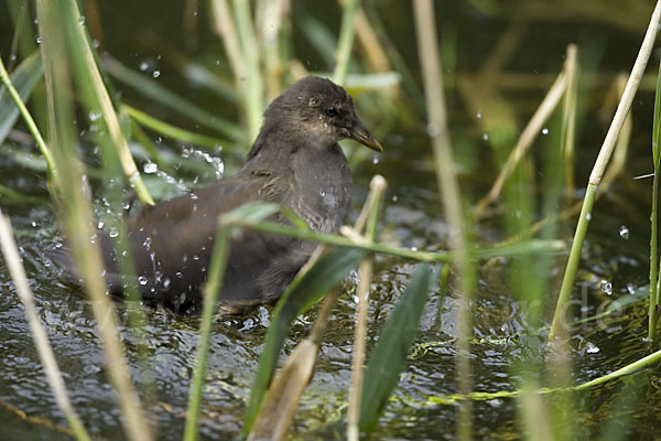 Teichralle (Gallinula chloropus)