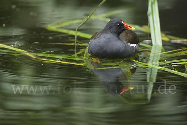 Teichralle (Gallinula chloropus)