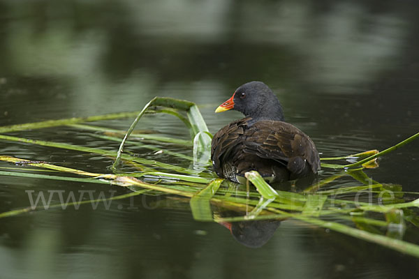 Teichralle (Gallinula chloropus)