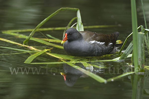 Teichralle (Gallinula chloropus)