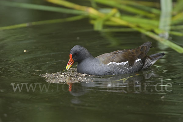 Teichralle (Gallinula chloropus)