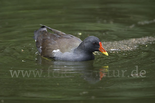 Teichralle (Gallinula chloropus)