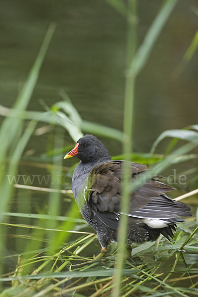 Teichralle (Gallinula chloropus)