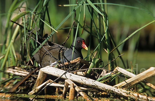 Teichralle (Gallinula chloropus)