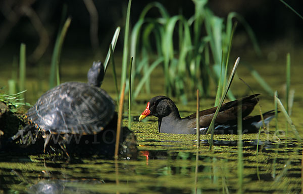 Teichralle (Gallinula chloropus)