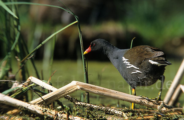 Teichralle (Gallinula chloropus)