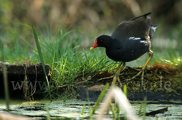 Teichralle (Gallinula chloropus)