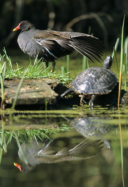 Teichralle (Gallinula chloropus)