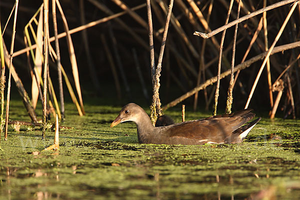 Teichralle (Gallinula chloropus)